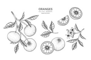 illustration botanique de fruits oranges dessinés à la main avec dessin au trait vecteur