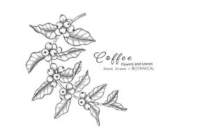 fleur de café et feuille illustration botanique dessinée à la main avec dessin au trait vecteur