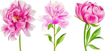 aquarelle ensemble de pivoines Trois rose fleurs pour bouquet main tiré isolé vecteur