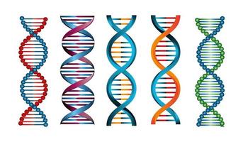 ensemble de structures acide désoxyribonucléique vecteur