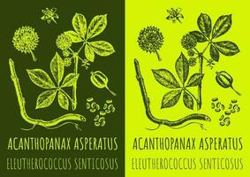 vecteur dessin acanthopanax aspératus. main tiré illustration. le Latin Nom est éleuthérocoque senticosus.
