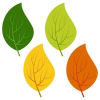 ensemble de feuilles vertes, jaunes et rouges isolées sur fond blanc. illustration vectorielle des feuilles d'automne. vecteur