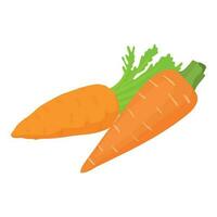 vitamine nourriture icône isométrique vecteur. mûr biologique fraîchement récolté carotte icône vecteur