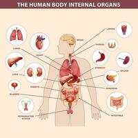 Humain corps interne organes et les pièces Info affiche vecteur. cœur et cerveau, foie et reins. thymus glande et reproducteur système de Masculin vecteur