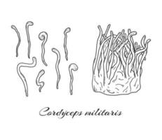 cordyceps militaire champignons main tiré ensemble. médicinal champignon illustration vecteur