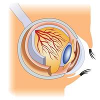 la structure de la partie du visage de l'anatomie médicale de l'œil humain vecteur