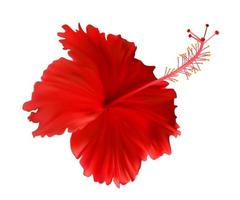 Fleur d'hibiscus rouge isolé sur fond blanc