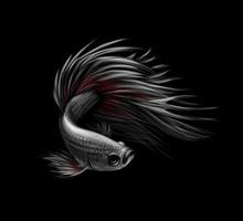 Poisson Betta coloré poisson combattant siamois en mouvement isolé sur fond noir vector illustration