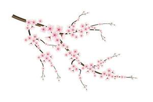 réaliste épanouissement Cerise fleurs et pétales illustration, cerise fleur vecteur. rose Sakura fleur Contexte. Cerise fleur fleur épanouissement vecteur