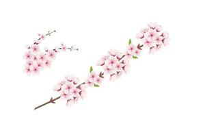 Cerise fleur et Sakura fleur. Cerise fleur vecteur. Cerise bourgeon. rose Sakura fleur vecteur