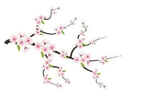 Cerise fleur Cadre avec espace pour texte. vecteur illustration.,, cerise fleur vecteur. rose Sakura fleur Contexte. Cerise fleur fleur épanouissement vecteur
