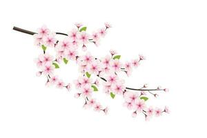 réaliste épanouissement Cerise fleurs et pétales illustration, cerise fleur vecteur. rose Sakura fleur Contexte. Cerise fleur fleur épanouissement vecteur