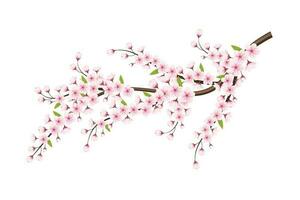 Cerise fleur Cadre avec espace pour texte. vecteur illustration.,, cerise fleur vecteur. rose Sakura fleur Contexte. Cerise fleur fleur épanouissement vecteur