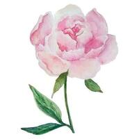 rose aquarelle fleur blanc Contexte vecteur