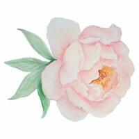 délicat aquarelle rose fleur vecteur