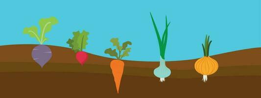 planté des légumes. dessin animé racine croissance légumes, légumes fibreux racine système, sol légume racine structure vecteur illustration ensemble. Frais biologique en bonne santé nourriture croissance, agriculture
