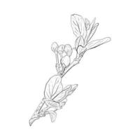 vecteur illustration de prêt à fleurir branche de cerise, sakura, pomme, prune, sauvage Cerise prune, oiseau cerise, poire. réaliste noir contour de bourgeons, tiges et feuilles, graphique dessin. pour imprimer, autocollant