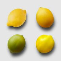 3d réaliste Frais agrumes des fruits vektor ensemble. Orange pamplemousse citron citron vert isolé vecteur illustration
