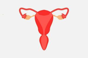 illustration ou image de le utérus vecteur