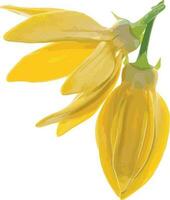 abstrait de escalade ylang Ylang fleur. scientifique Nom artabotrys hexapétale vecteur