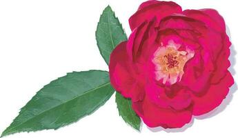 abstrait de damassé Rose fleur avec feuille. vecteur