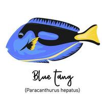 bleu soie ou paracanthurus hépatus. Marin habitant avec coloré corps et palmes pour nager vecteur