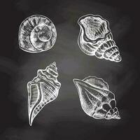 coquillages, ammonite vecteur ensemble. main tiré blanc esquisser illustration. collection de réaliste croquis de divers mollusques mer coquilles de divers formes isolé sur tableau noir Contexte.