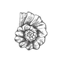 main tiré esquisser de préhistorique ammonite, coquillage. esquisser style vecteur illustration isolé sur blanc Contexte.