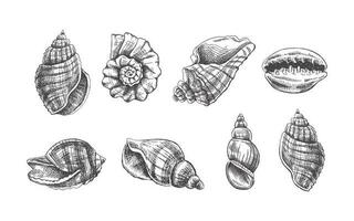 coquillages, ammonite vecteur ensemble. main tiré esquisser illustration. collection de réaliste croquis de divers mollusques mer coquilles de divers formes isolé sur blanc Contexte.