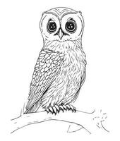 hibou coloration page. mignonne hibou coloration page pour des gamins et adultes. milieu contenu coloration page pour amazone kdp. coloration page de hibou. sauvage la vie coloration page vecteur