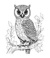 hibou coloration page. mignonne hibou coloration page pour des gamins et adultes. milieu contenu coloration page pour amazone kdp. coloration page de hibou. sauvage la vie coloration page vecteur