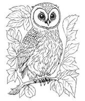 hibou coloration page. mignonne hibou coloration page pour des gamins et adultes. milieu contenu coloration page pour amazone kdp. coloration page de hibou. sauvage la vie coloration page vecteur