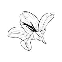 vecteur illustration de lis fleur dans plein floraison. noir contour de pétales