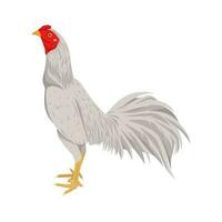 blanc coq vecteur illustration, la volaille agriculture isolé sur une blanc arrière-plan, poulet