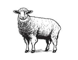 mouton main tiré illustrations, vecteur. vecteur