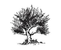 olive arbre main tiré illustrations, esquisser. vecteur. vecteur
