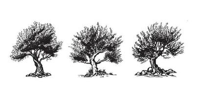 olive arbre main tiré illustrations, esquisser. vecteur. vecteur