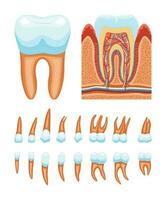 les dents anatomie icône ensemble vecteur