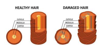 en bonne santé endommagé cheveux composition vecteur