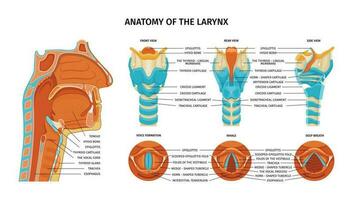 anatomie de larynx composition vecteur