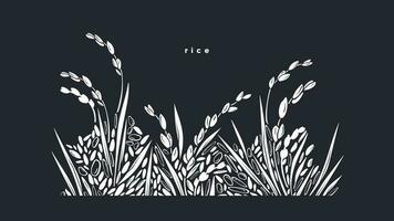riz éclaboussure. grain frontière. vecteur paddy champ