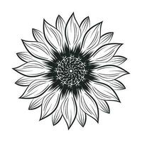 tournesol contour, tournesol ligne art, floral ligne dessin, noir et blanc tournesols vecteur illustration