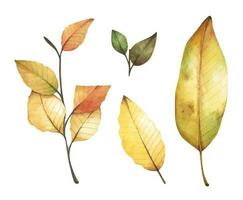 collection de multicolore déchue l'automne feuilles. aquarelle illustration. vecteur