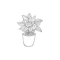 main tiré café plante dans une pot. esquisser de café plante vecteur illustration isolé sur blanc Contexte.