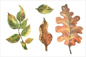 une magnifique l'automne vecteur aquarelle ensemble de sec feuilles. chêne feuille et bruyère feuilles.