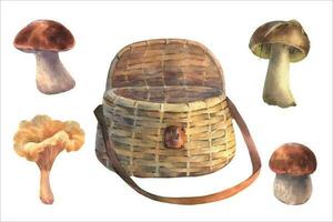 ensemble de comestible champignons et osier panier, vecteur aquarelle illustration. forêt des bois clipart avec bolet pour carte conception, imprimer, tissu.