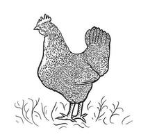 graphiquement tiré poule . main tiré rétro oiseau image dans gravure style. vecteur illustration.