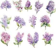 ensemble de lilas branches et fleurs aquarelle style isolé sur blanc Contexte vecteur