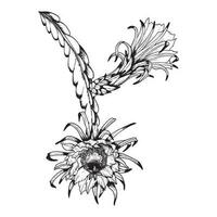 vecteur épiphyllum cactus branches avec fleurs. noir et blanc contour illustration de dragon fruit fleur graphique clipart. tropical exotique plante