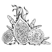 vecteur pitaya moitiés, tranches et cactus feuilles esquisser illustration pour coloration livre. dragon fruit noir et blanc dessin. pitahaya ligne clipart pour été tropical dessins